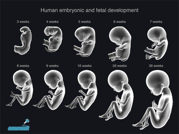 Baby Development 2-3 Weeks