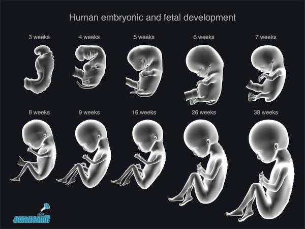 6 Weeks Baby Development In Womb - Nabilah Adhwa