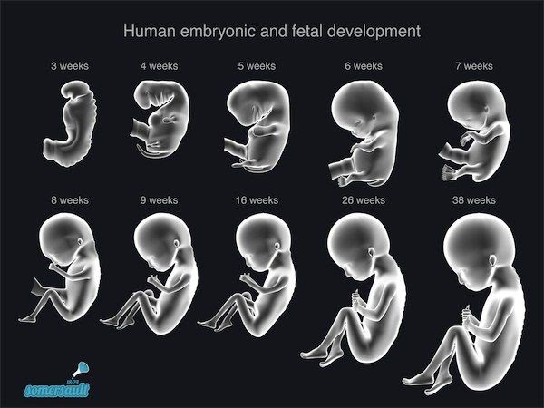 Baby Development First 10 Days In The Womb: A Journey Towards Life