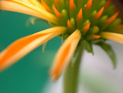 JulyMacro14
