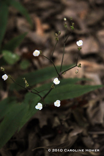 A wort of some sort