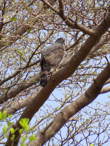 鳳頭蒼鷹/無限台南