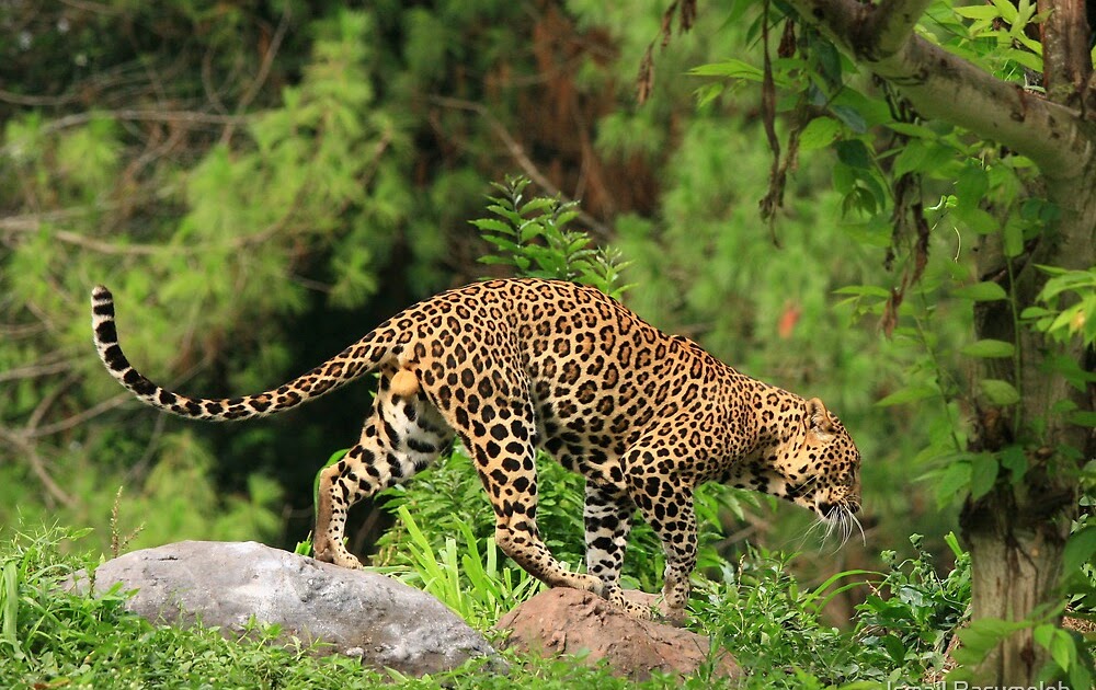 Java Indonesia Animals : Pin by Sari on NUSANTARA | West java