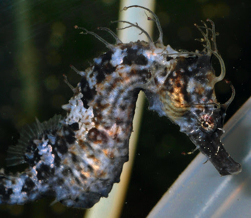 Hippocampus erectus