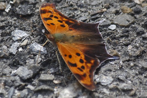 Question Mark Butterfly (45)