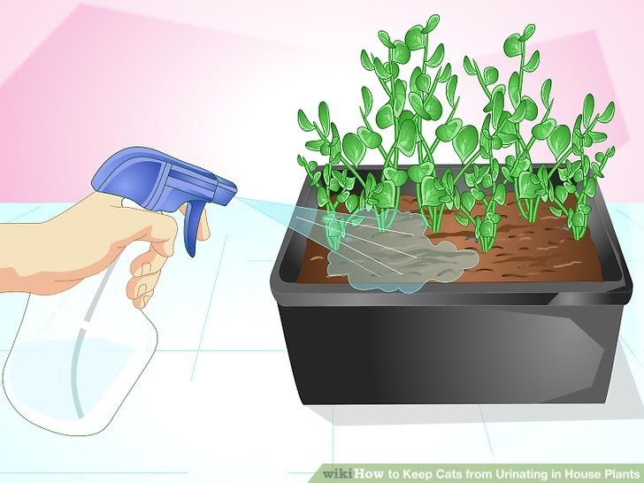 plants cats urinating keep cat urine