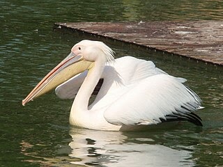 動物園 水族館ニュース 日刊 Zoo Ring おたる水族館でチョキチョキするペリカン他 今日押さえておきたい動物園 水族館ニュースセレクション