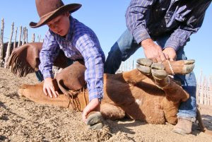 Last Cowboy Fighting - Cowboy Fights Feds, Keeps Old West Alive