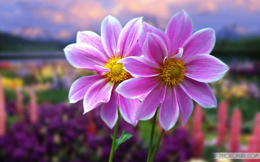 Very Very Beautiful Flowers Wallpaper - 46+ Very Nice Flowers