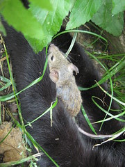 Maybe Cats & Mice Can Be Friends
