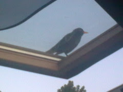 Un pajaro