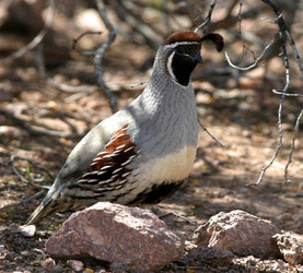 Backyard Birds Of Tucson
