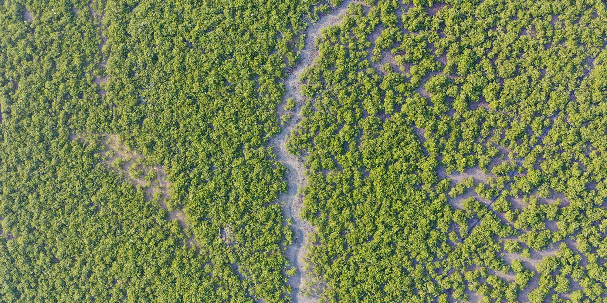 china mangrove china mangrove