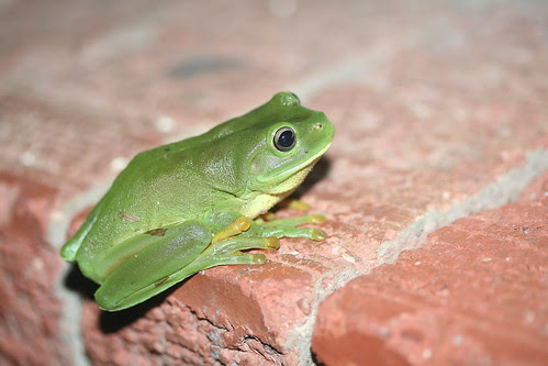 Litoria caerulea