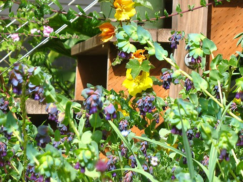 Cerinthe + Fremontodendron