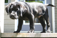 Cooper