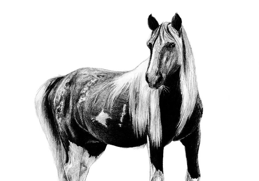 How To Draw A Mustang Horse / How To Draw A Mustang Horse - Cliparts.co
