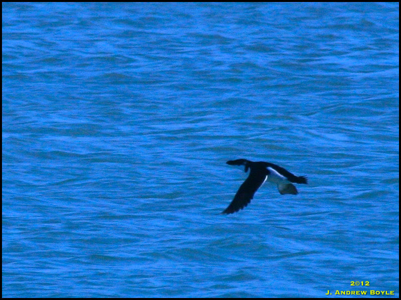 Razorbill Razorbill
