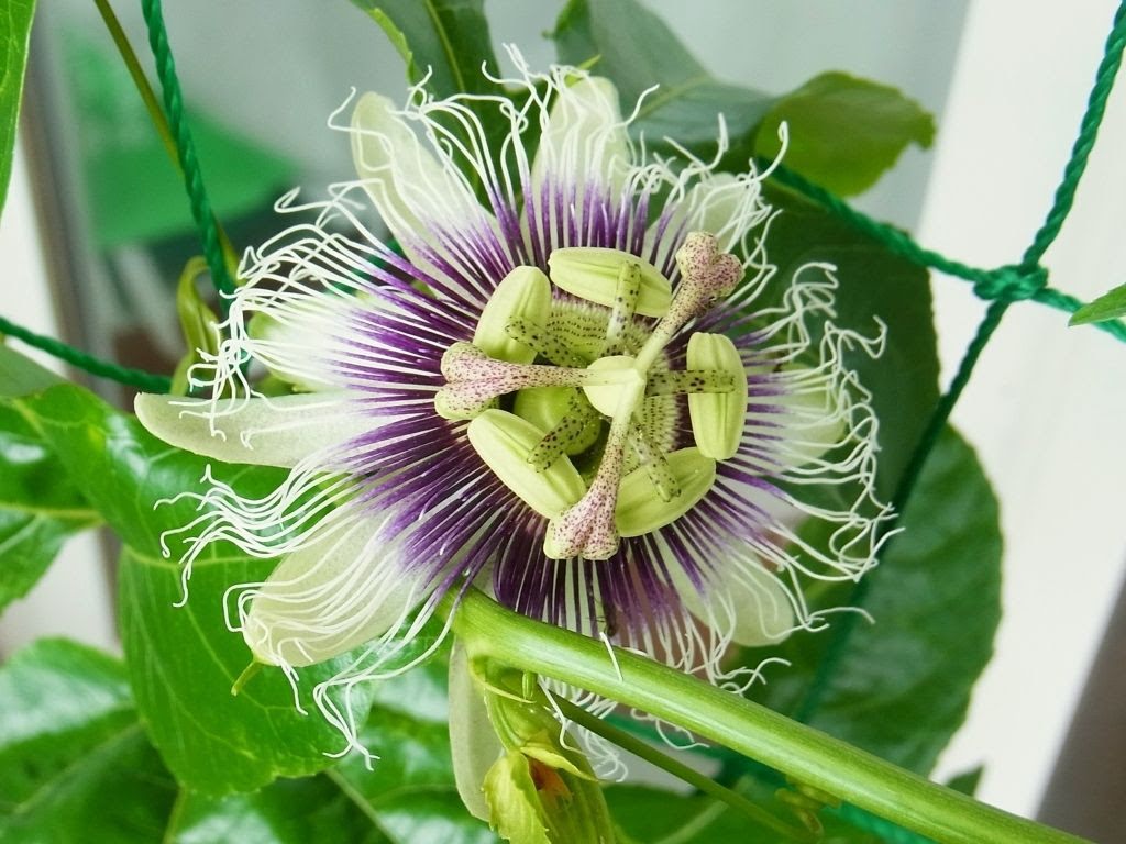 最高パッションフルーツ 花 すべての美しい花の画像