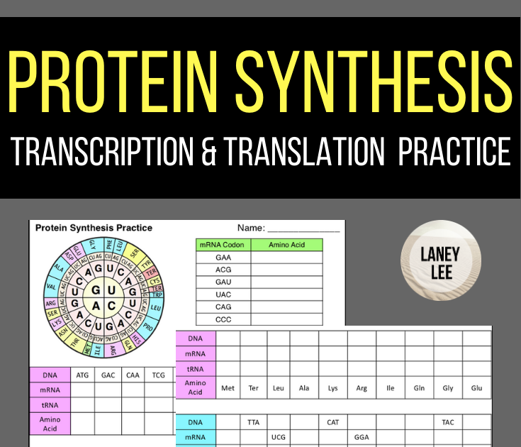Translation And Protein Synthesis Worksheet Answers - SLATIONTRAN