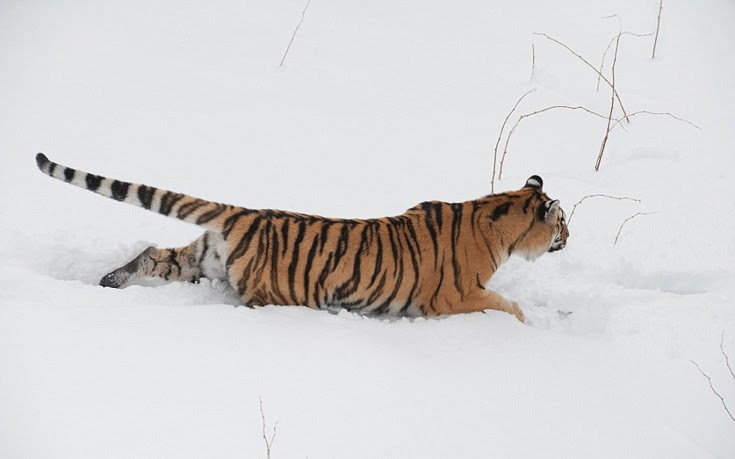 SiberianTiger10