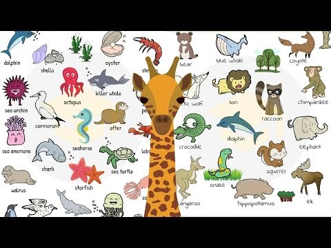 all about rare animals | unique animals and more....: Endangered