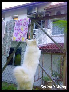 Cat6