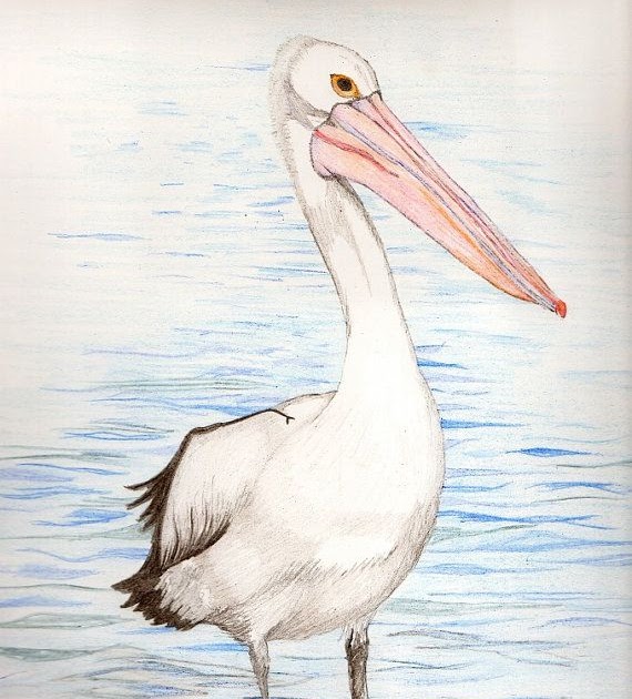 25+ Best Looking For Pelican Drawing Color | Charmimsy