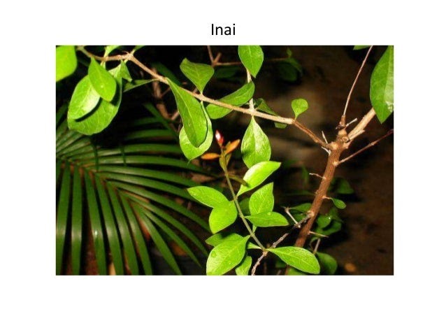 Pokok Ubat Kayap Kaskahx