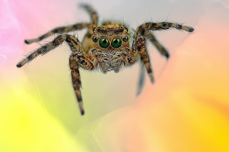 Eye of the Spider: Hypnotizing Macro Photos of Exotic Spiders Staring Directly into Your Mind Eye of the Spider: Hypnotizing Macro Photos of Exotic Spiders Staring Directly into Your Mind spiders macro