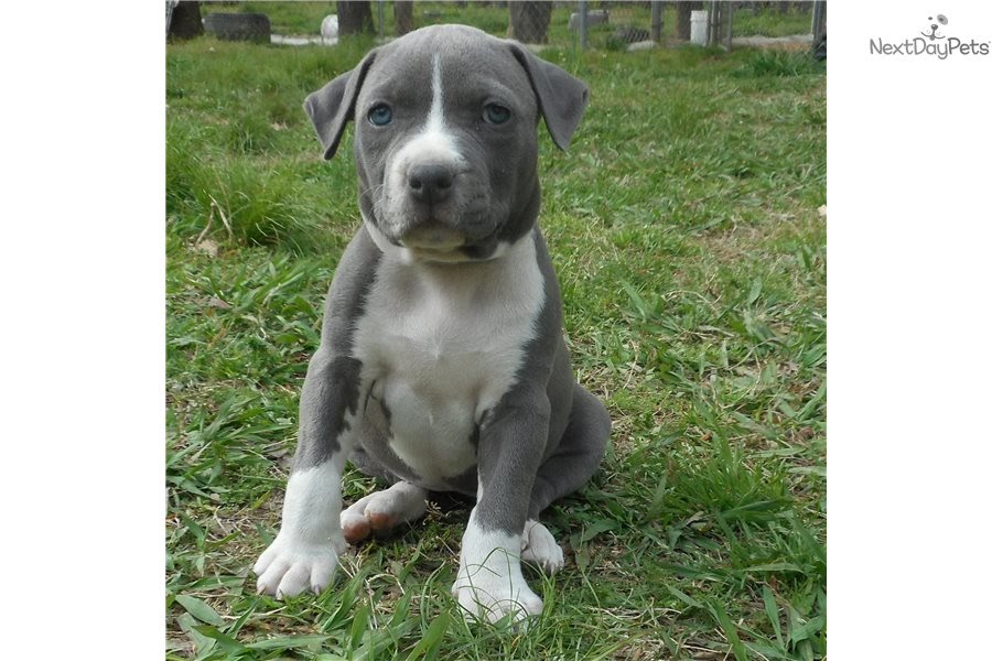Mydiary American Staffordshire Terrier Puppies For Sale In Ga