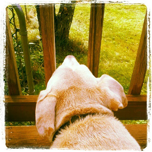 Keeping an eye on critters in the yard #dogs #dogwhisperer #deck #mutt #adoptdontshop #dogstagram #petstagram #happydog