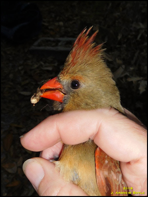 Northern Cardinal Northern Cardinal
