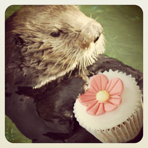 Cupcake-Lovin' Otter?