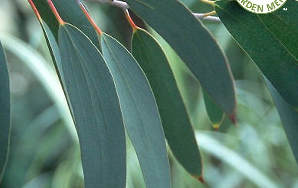 Eucalyptus Tree Leaves Types Eucalyptus Trees In California San Diego