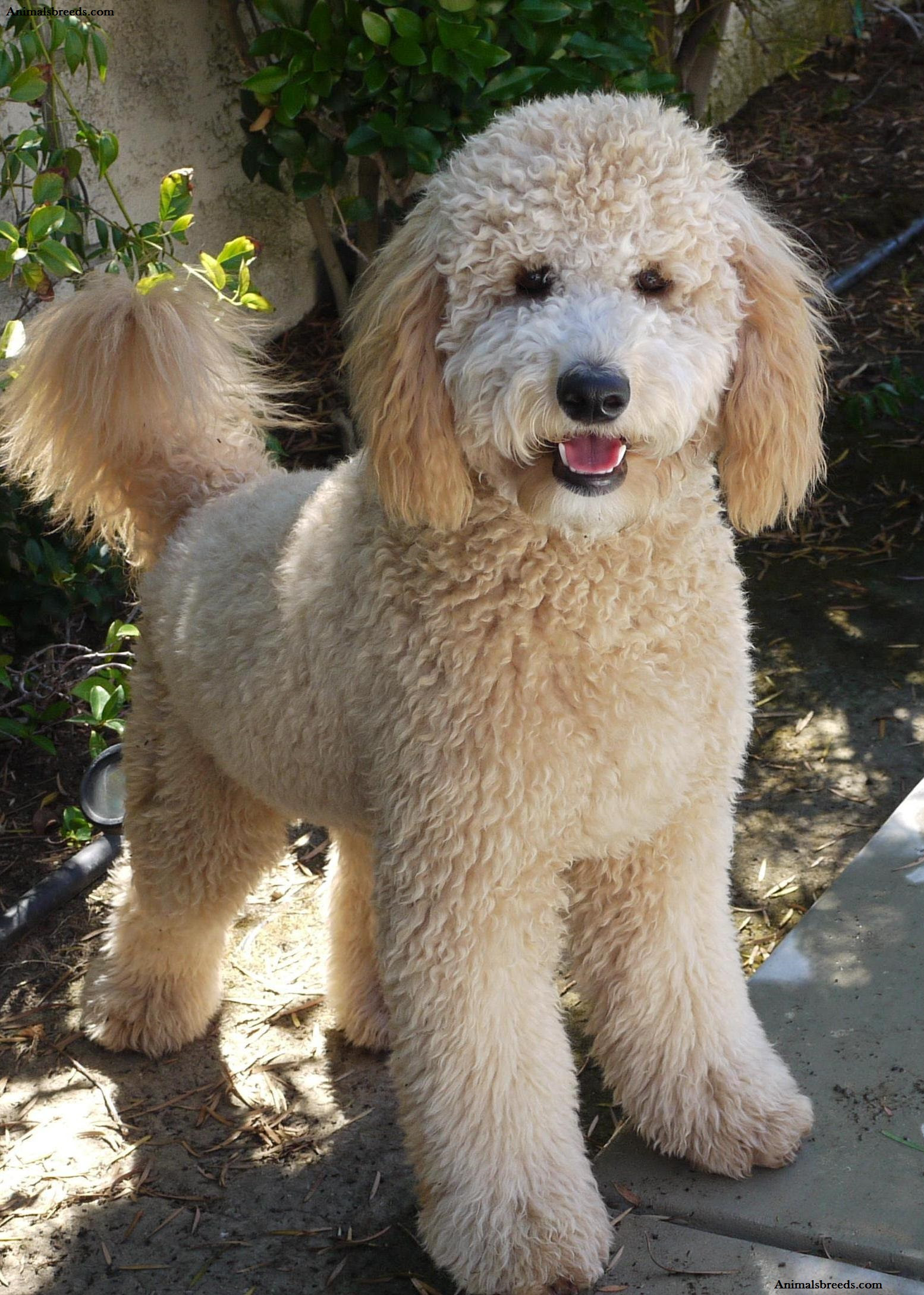 Goldendoodle Puppies, Rescue, Pictures, Information, Temperament, Characteristics Animals Breeds Goldendoodle Puppies, Rescue, Pictures, Information, Temperament, Characteristics Animals Breeds