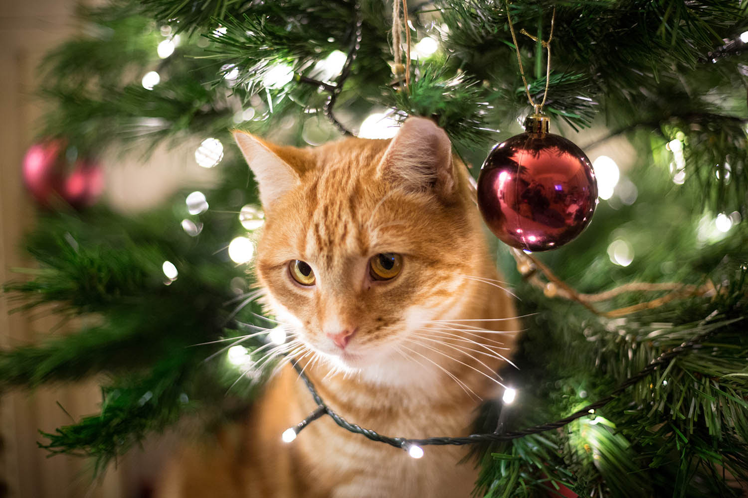 how to keep cats from eating artificial christmas trees