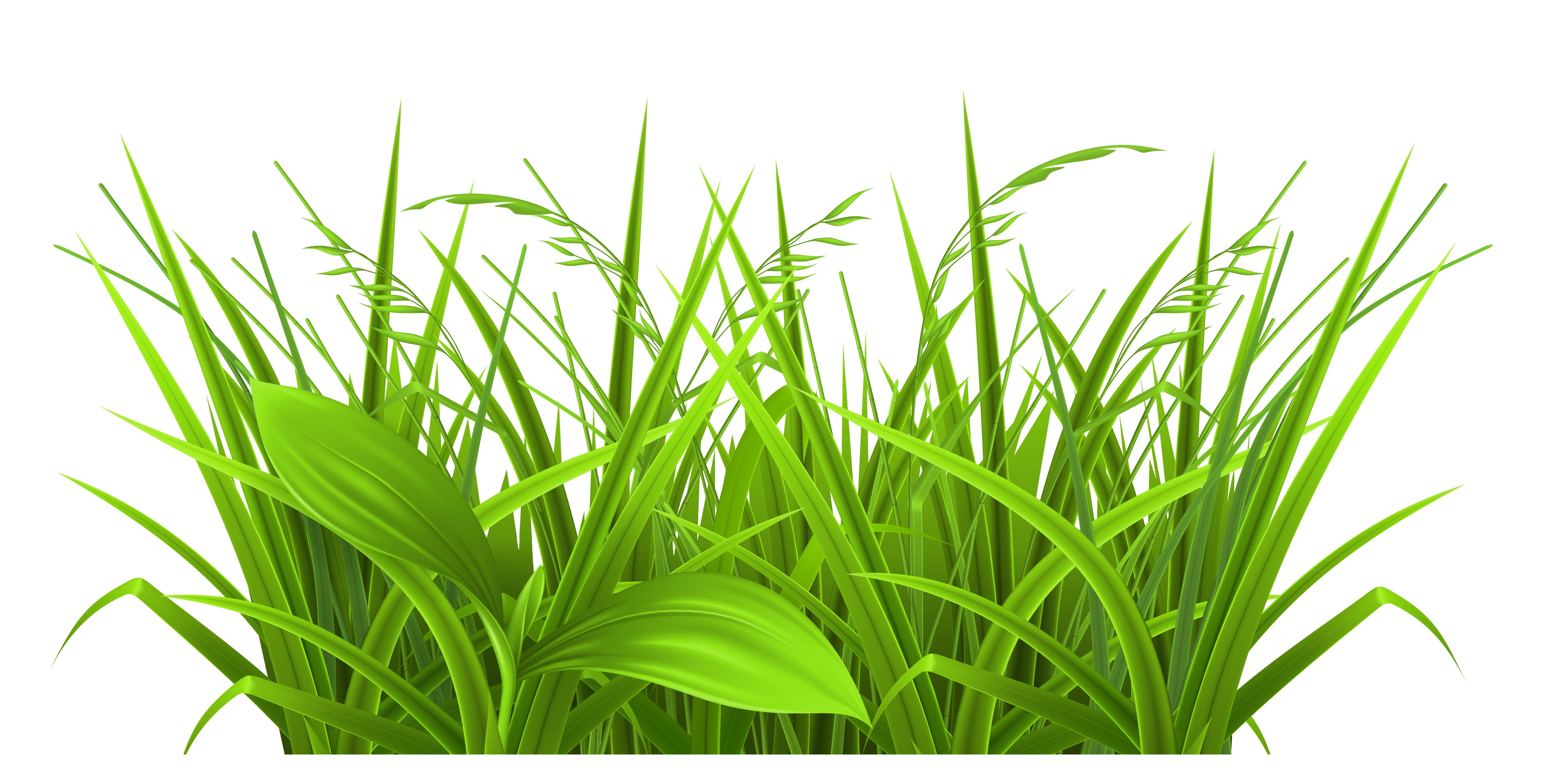 Rumput Png Cliparts co Rumput Png Cliparts co