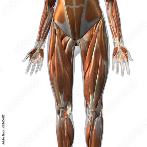 Female Upper Thigh Anatomy - Female Leg Muscles Diagram : Female Front