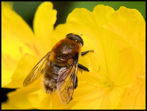 syrphid fly on Oenothera