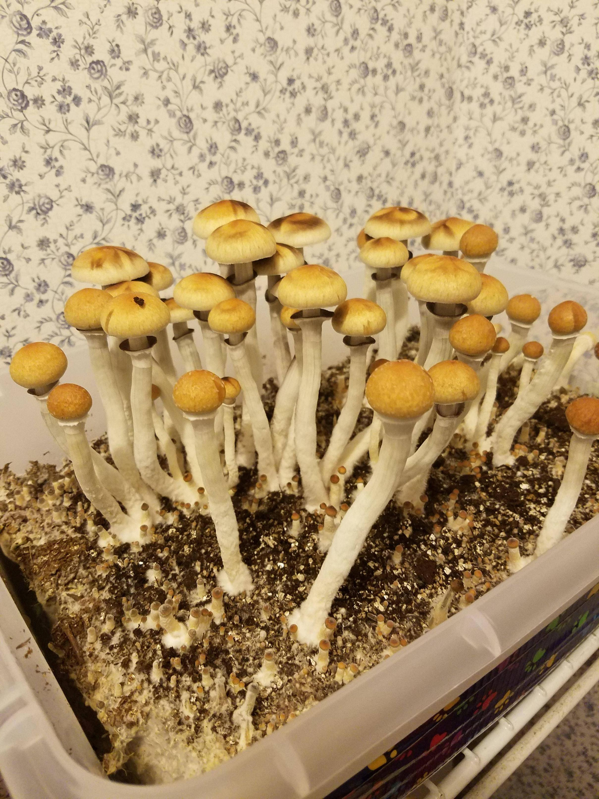Growing shrooms