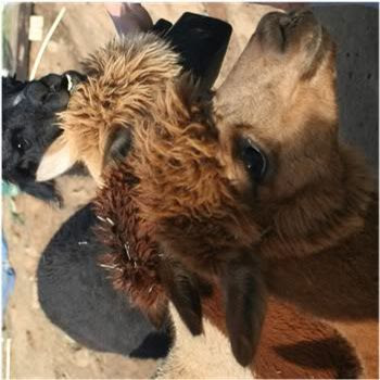 alpaca with face jammed into feeding scoop alpaca with face jammed into feeding scoop