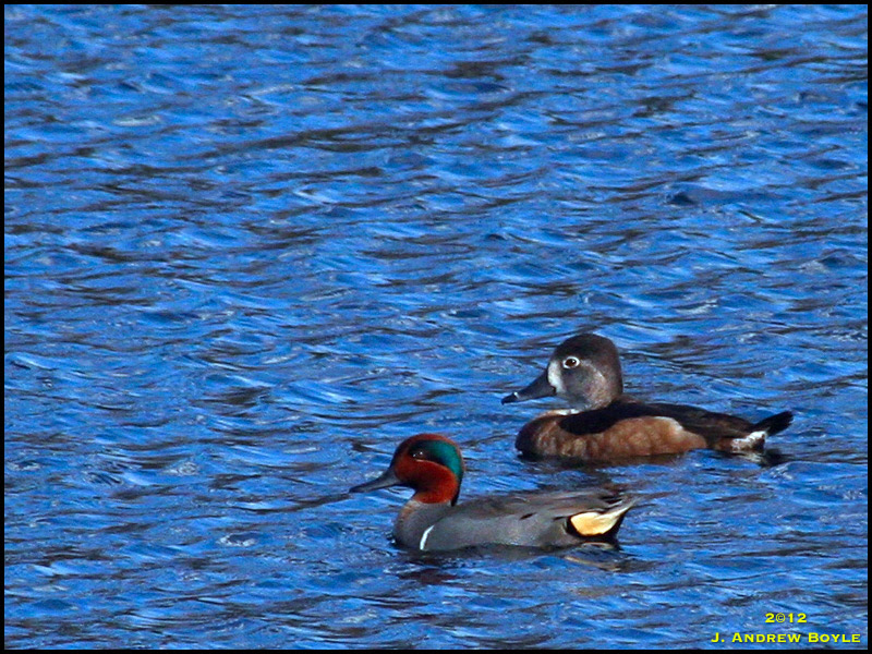 Green-winged Teal Green-winged Teal