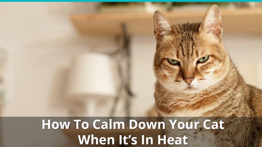 Cats In Heat Painful designerswicker