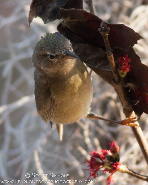 Photo & Video Sharing by SmugMug Photo & Video Sharing by SmugMug