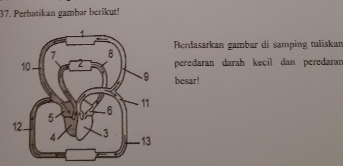 Urutan Peredaran Darah Kecil Soal Sekolah