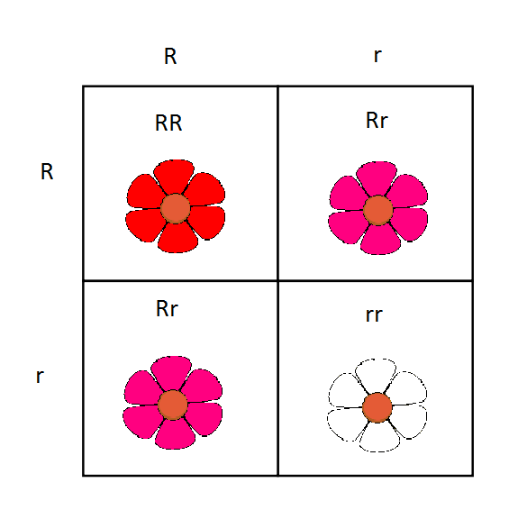 what is a codominance punnett square