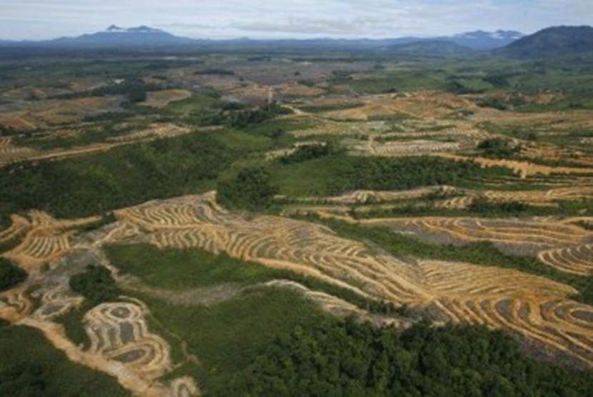  Gambar Hutan Gundul  Akibat Penebangan Liar Tempat 