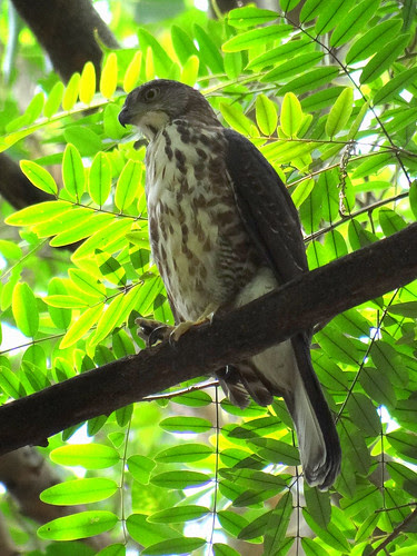 鳳頭蒼鷹/無限台南