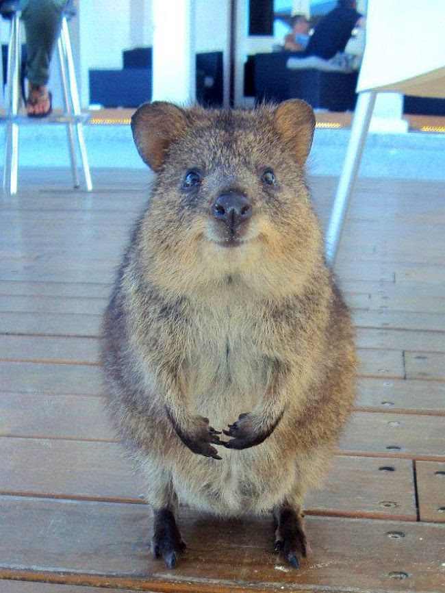 25 animals that know how to properly ask for cookies